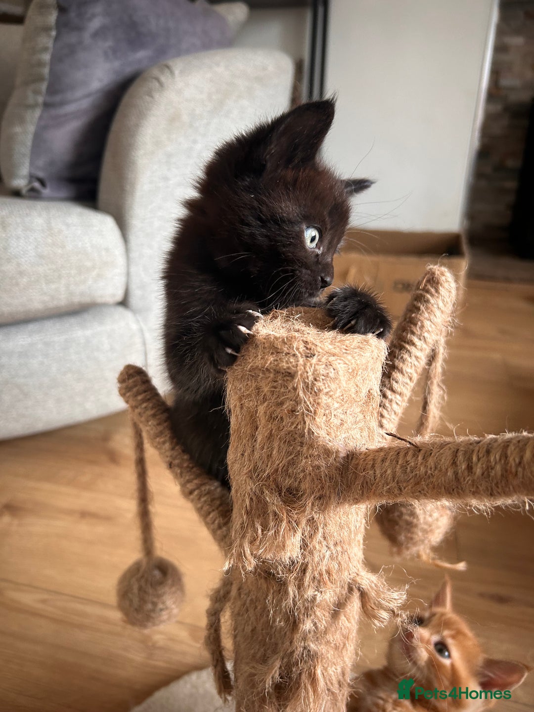 Maine Coon cats for sale: Beautiful big Maine coon x BSH kittens - Image 3