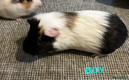 Guinea Pig rodents for sale: male Guinea pigs for sale  - Image 1