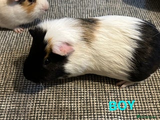 Guinea Pig rodents - Advert 33