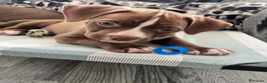 Nella