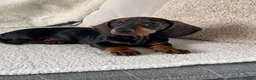 Dachshund dogs for sale: Standard wire haired dachshund  - Advert 18