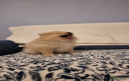 Pomeranian dogs for sale: 1 cream sable Pomeranian puppy. - Image 12