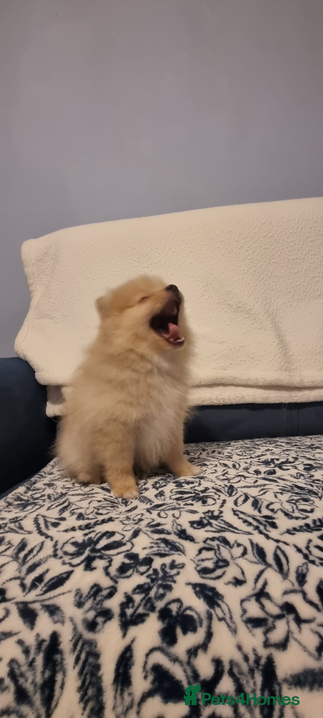 Pomeranian dogs for sale: 1 cream sable Pomeranian puppy. - Image 12