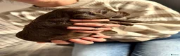 Cocker Spaniel dogs for sale: Stunning litter of cocker spaniels - Advert 31