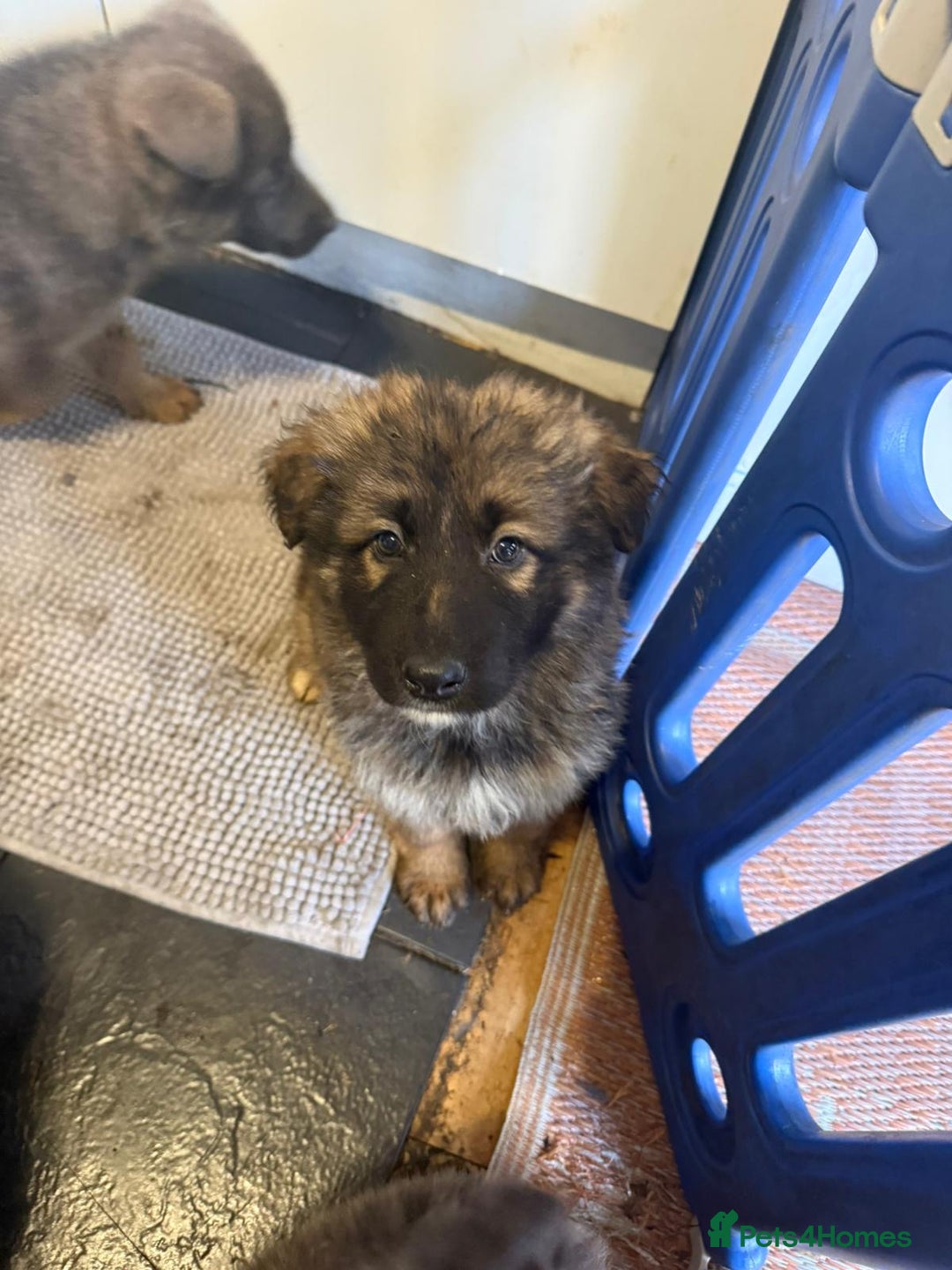 German Shepherd dogs for sale: German shepherd puppies - Advert 6