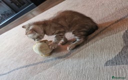 Bengal cats for sale: TICA Genetic & Health Tested Bengal Kittens  - Image 6