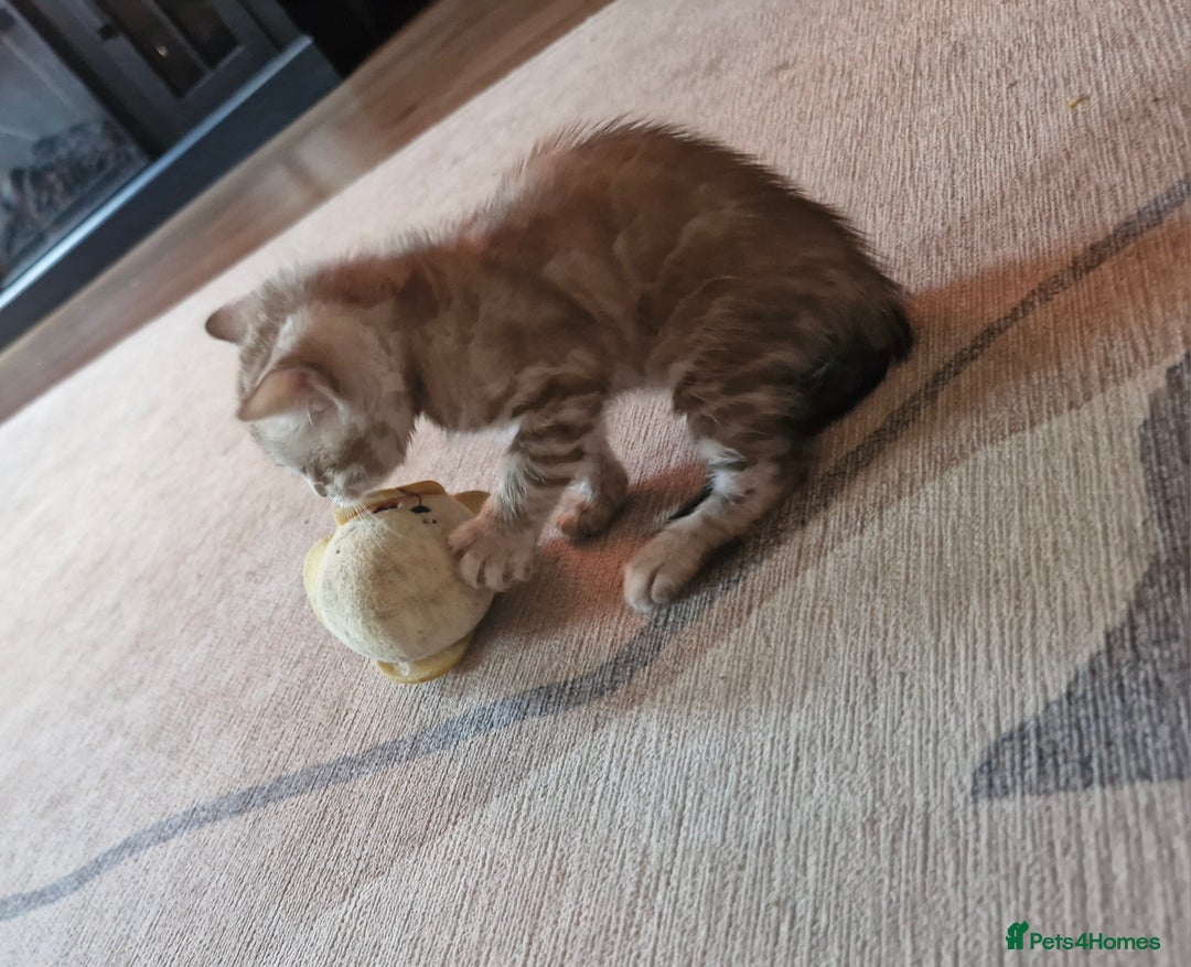 Bengal cats for sale: TICA Genetic & Health Tested Bengal Kittens  - Image 6