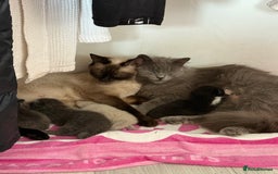 British Shorthair cats for sale: Beautiful bred British shorthairs  - Image 2