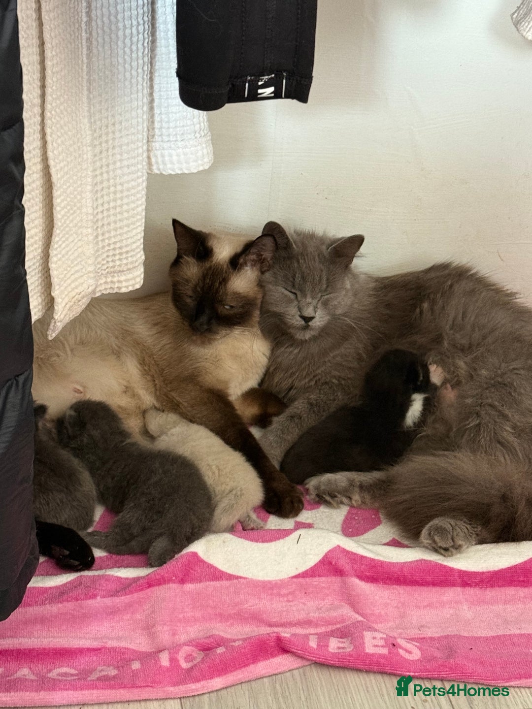 British Shorthair cats for sale: Beautiful bred British shorthairs  - Image 2
