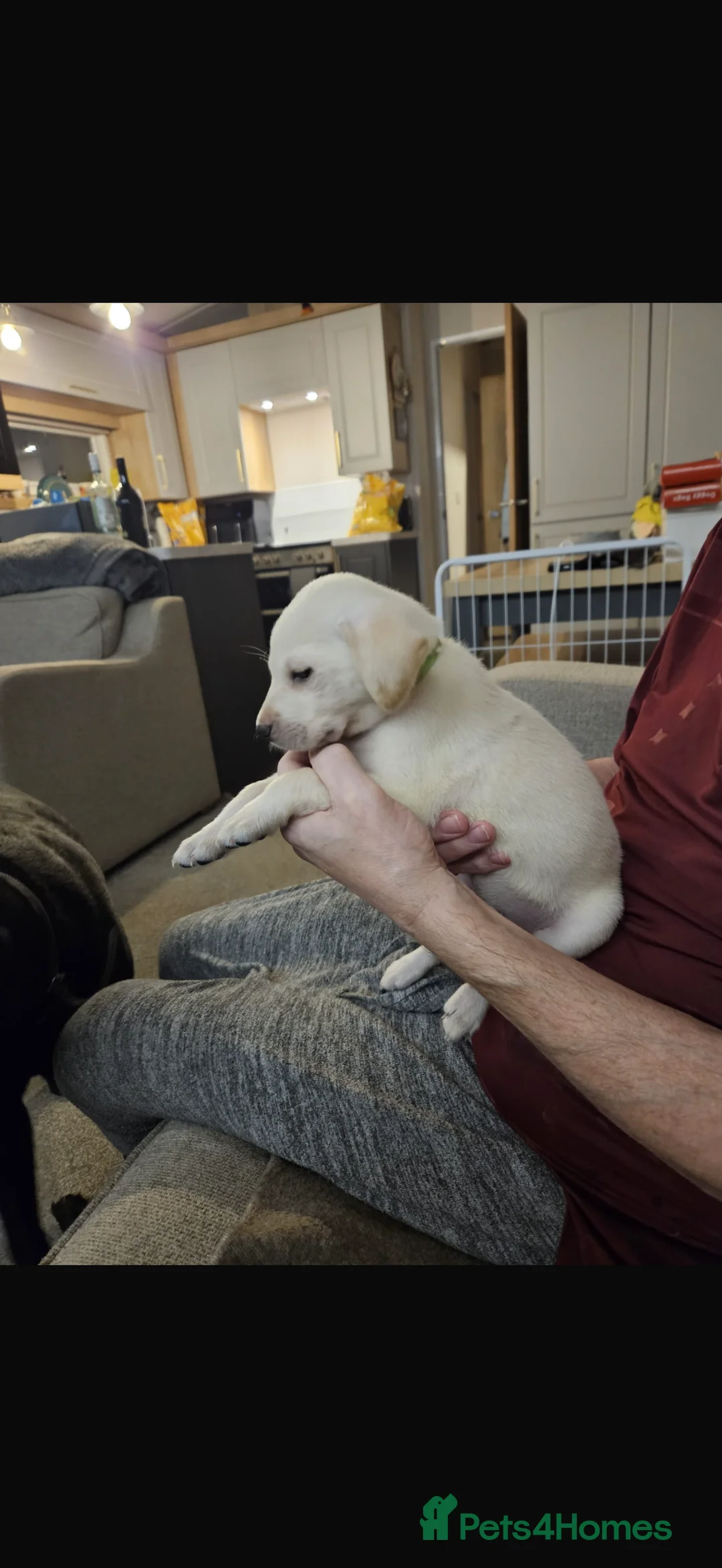 Labrador Retriever dogs for sale: *** ALL PUPS RESERVED ** - Advert 4