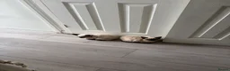 Siamese cats for sale: 2 beautiful Siamese kittens up for sale in Ashford - Advert 5