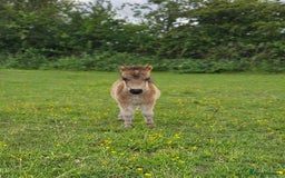 Shetland pony horses for sale: Buckskin roan colt  - Image 6