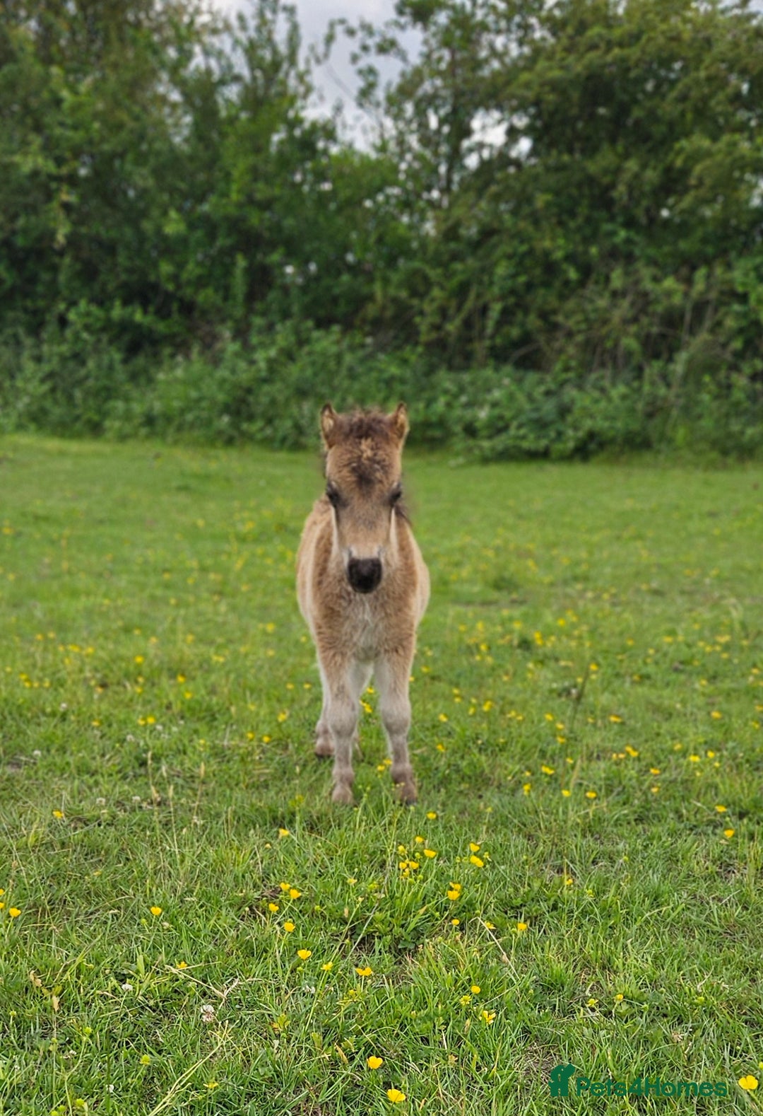 Shetland pony horses for sale: Buckskin roan colt  - Image 6