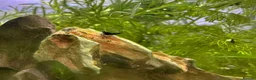 Plecos fish for sale: FREE JUVENILE PLECOS - Advert 4