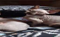 Sphynx cats for sale: 5 Adorable Sphynx Kittens for sale! - Image 5