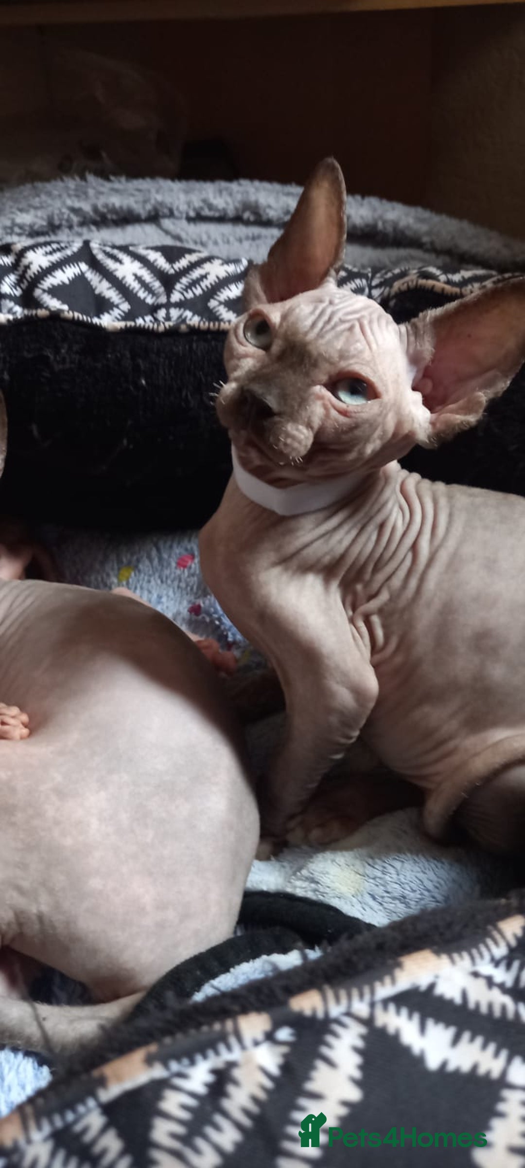 Sphynx cats for sale: 5 Adorable Sphynx Kittens for sale! - Image 5