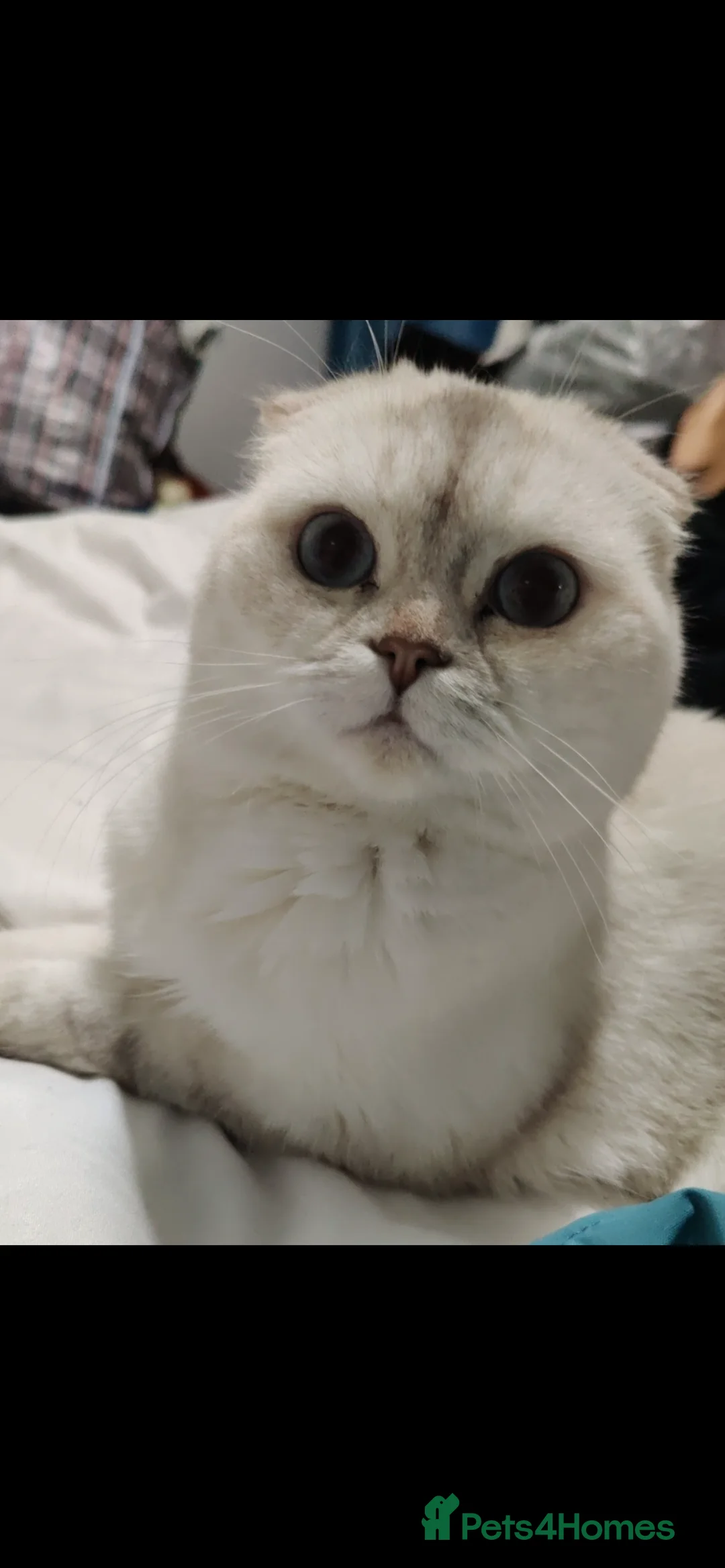 Scottish Fold cats for sale: Scottish Fold Bella  - Advert 1