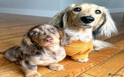 Miniature Dachshund dogs for sale: 🐾 Loving Miniature Dachshund Puppies 🐾 - Image 8