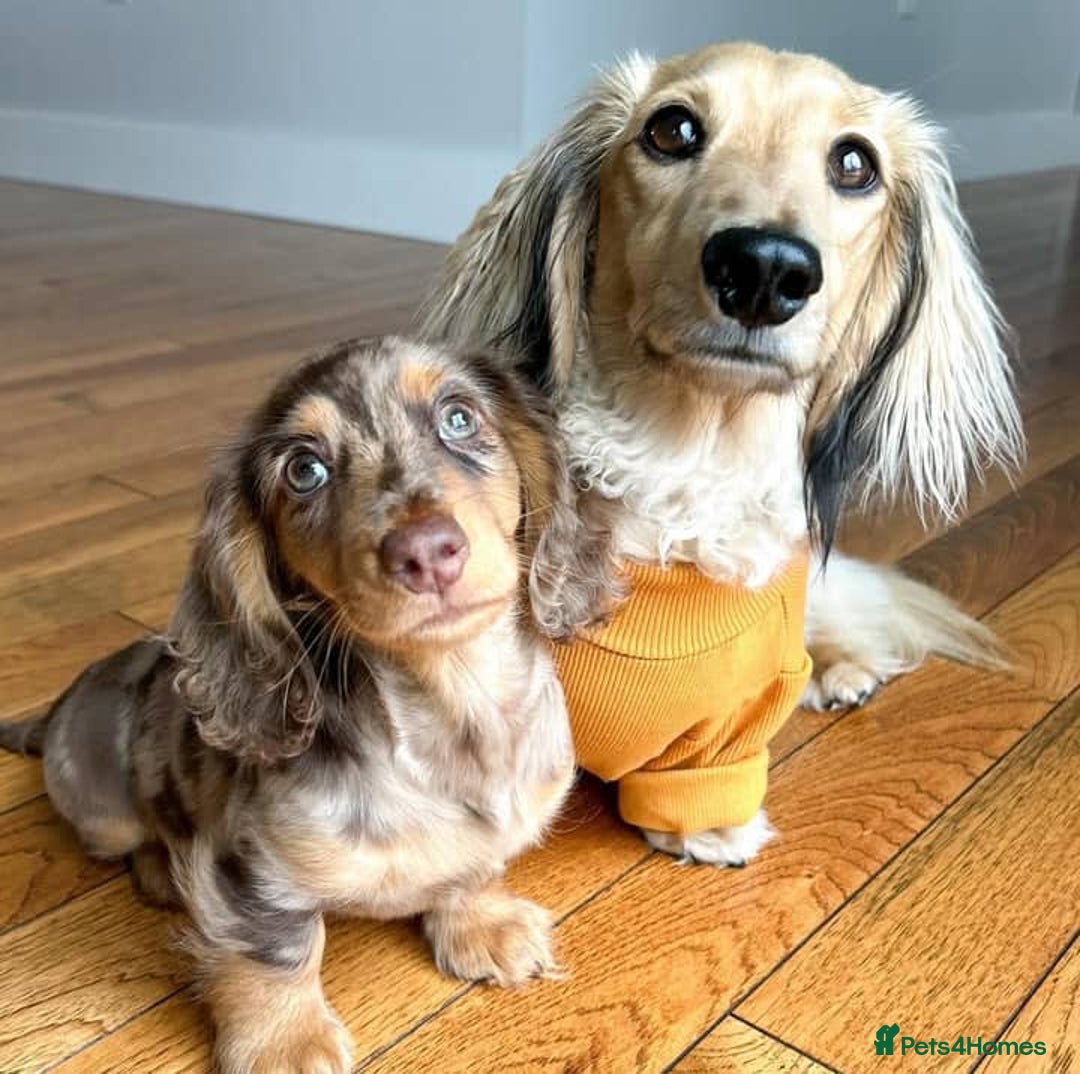 Miniature Dachshund dogs for sale: 🐾 Loving Miniature Dachshund Puppies 🐾 - Image 8