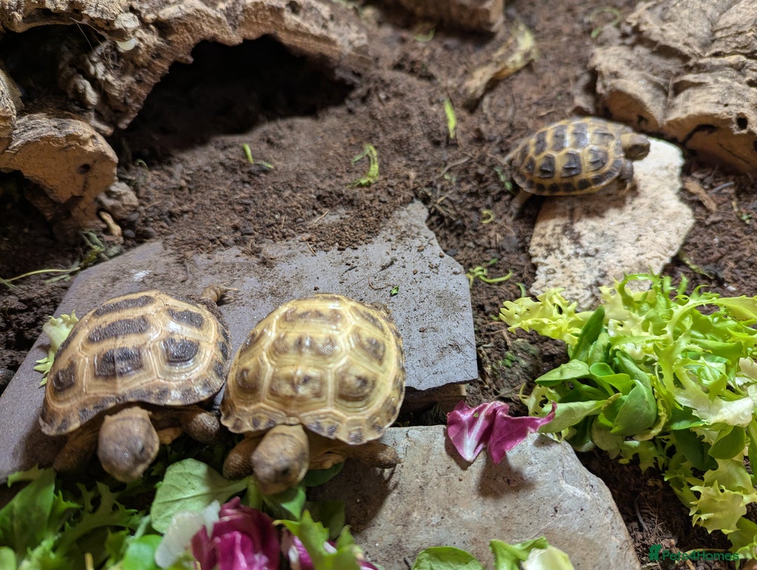 Tortoise reptiles for sale: Horsefield Tortoise babies - Advert 4