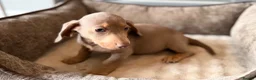 Dachshund dogs for sale: Beautiful litter of dachshund puppies 🐶  - Advert 2