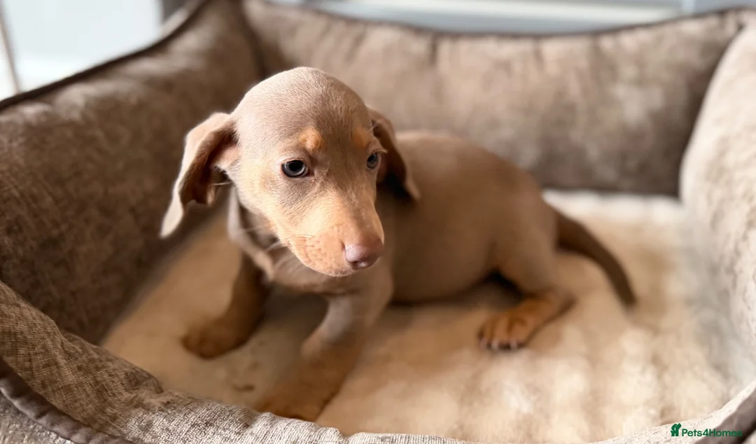 Dachshund dogs for sale: Beautiful litter of dachshund puppies 🐶  - Advert 2