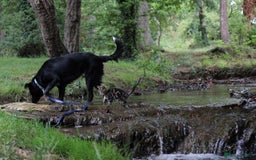 Border Collie dogs for sale: Border collie  - Image 5
