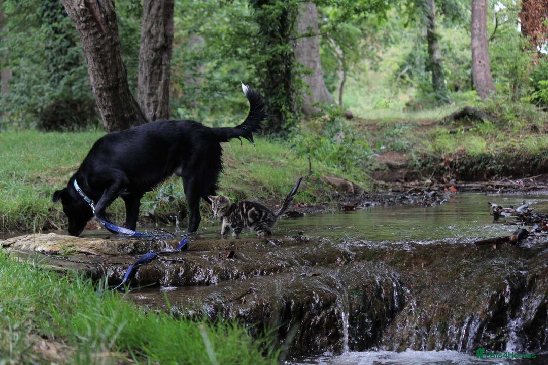 Border Collie dogs for sale: Border collie  - Image 5