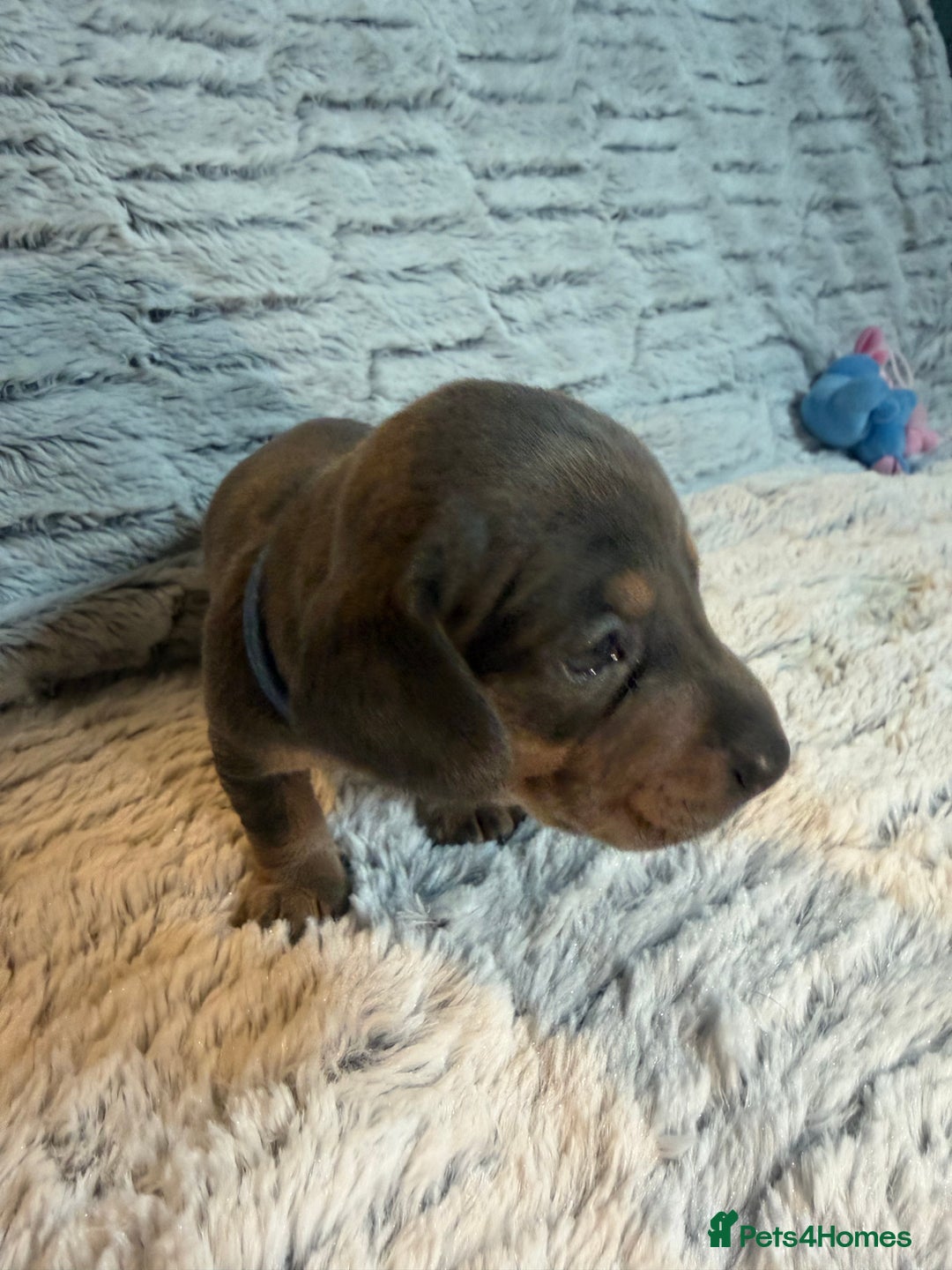 Dachshund dogs for sale: 6 Absolutely stunning dachshund  puppies for sale - Advert 39