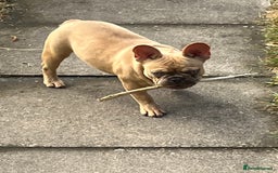 French Bulldog dogs for sale: Milo, Lovable boy Frenchie, amazing price 💫 - Image 7