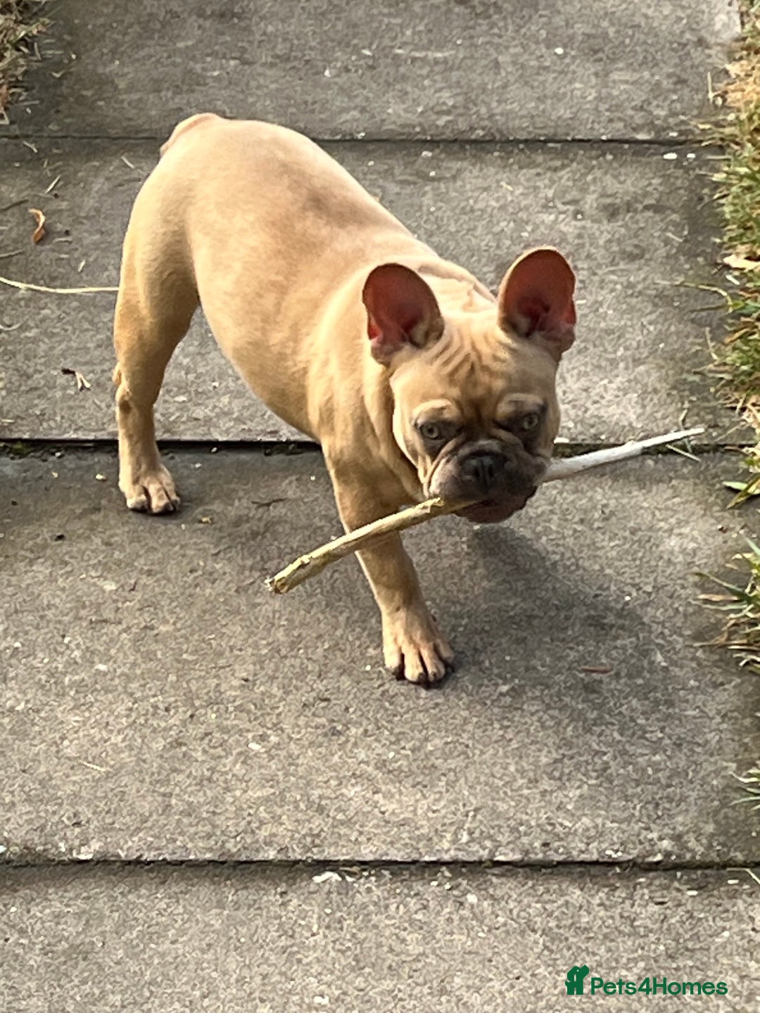 French Bulldog dogs for sale: Milo, Lovable boy Frenchie, amazing price 💫 - Image 7