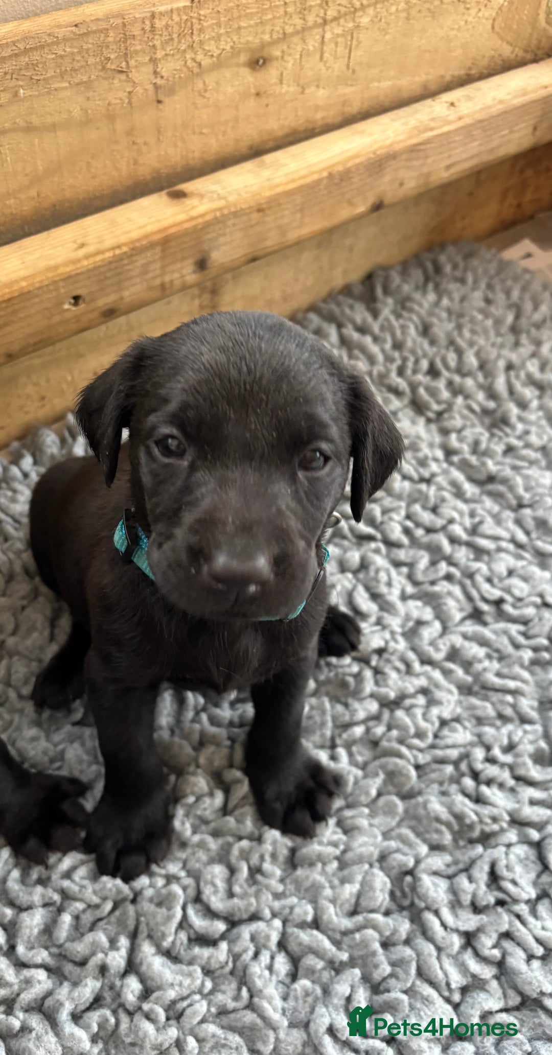 Labrador Retriever dogs for sale: 6 beautiful black lab pups for sale - Advert 2