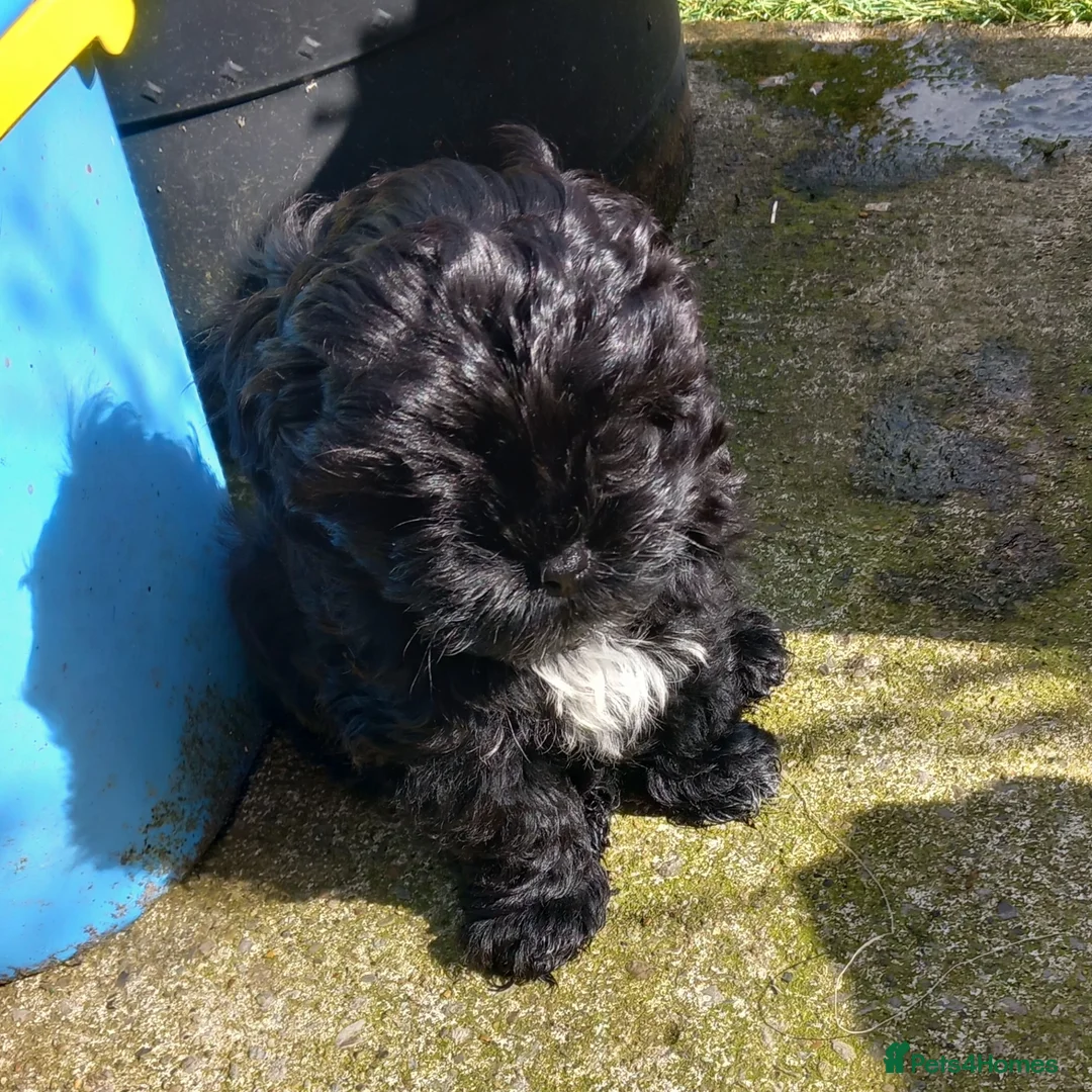 Shihpoo dogs for sale: Shihpoo pups ready to go - Advert 2
