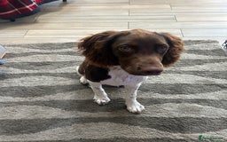English Springer Spaniel dogs for sale: Reggie the 6 month springer spaniel  - Image 4
