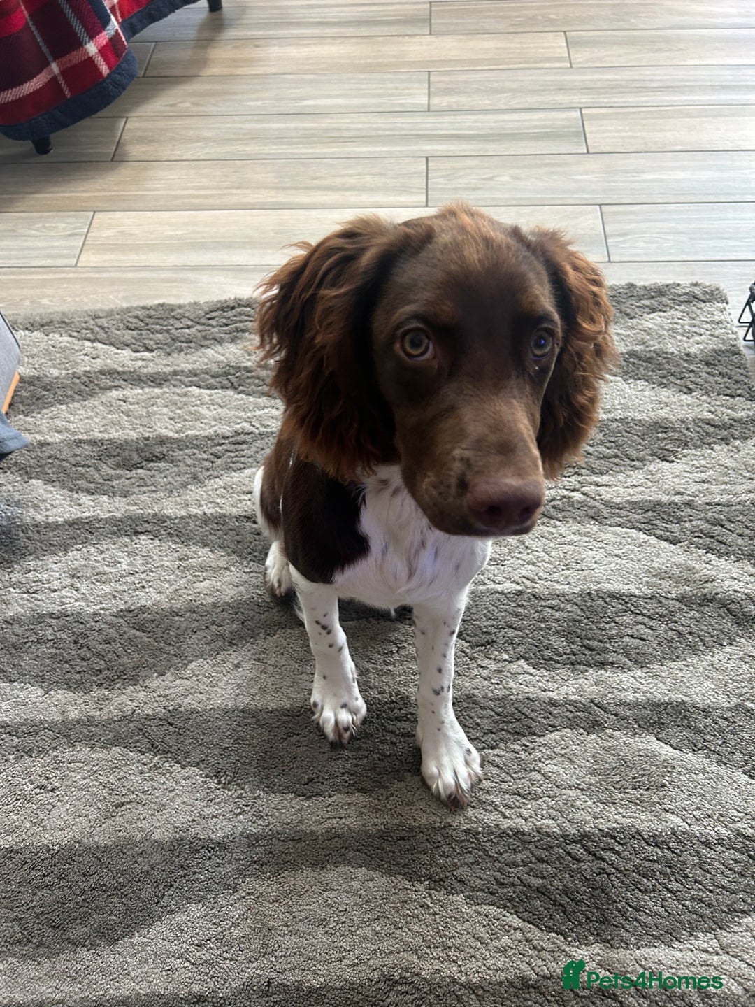 English Springer Spaniel dogs for sale: Reggie the 6 month springer spaniel  - Image 4
