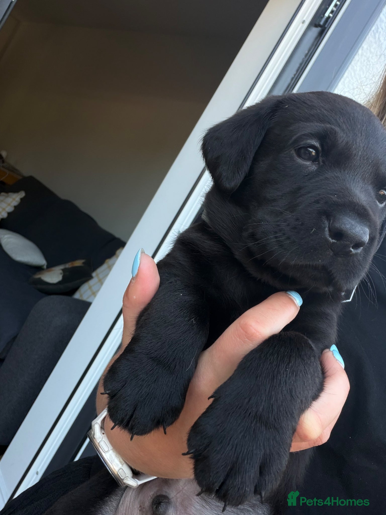 Labrador Retriever dogs KC Registered, Pedigree, Labrador Retriever  - Advert 8