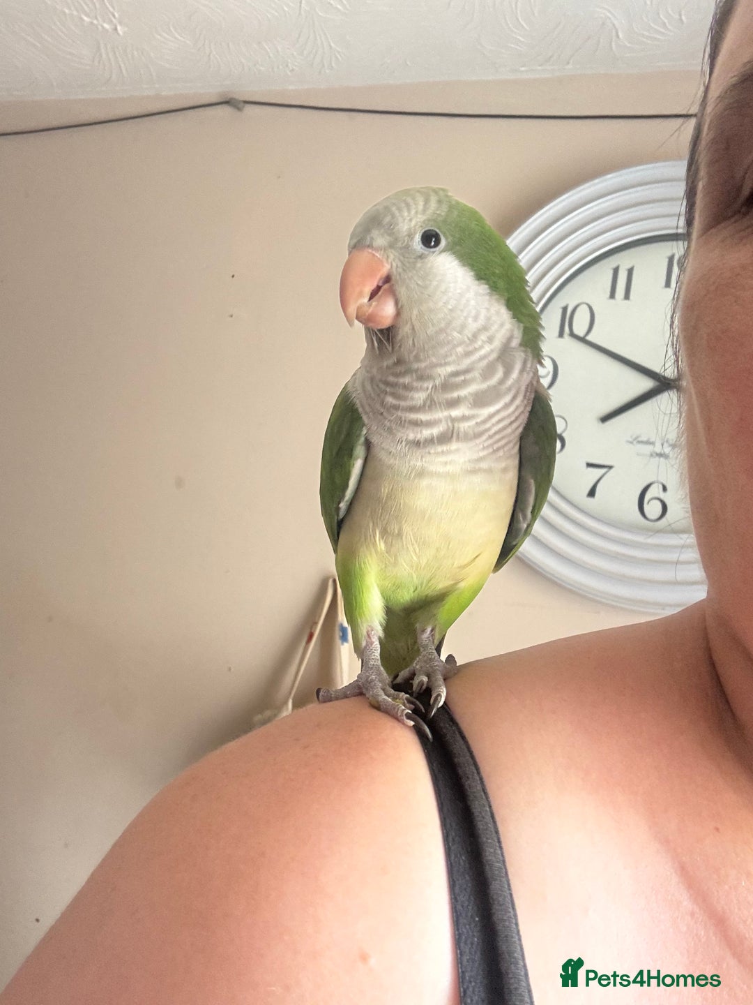 Parakeets birds for sale: Male Tame Quaker Parrot - Image 5