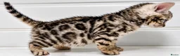 Bengal cats for sale: Stunning Silver Bengal Boy – TICA Reg Litter - Advert 5