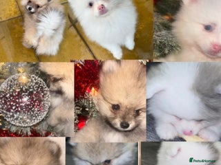 Pomeranian dogs ✨🐶Small Teddy Bear🧸 SKY🩵BLUE EYE 👀POMS🐶✨ - Advert 1