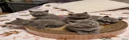 British Shorthair cats for sale: 5 gorgeous British shorthair kittens  - Advert 6