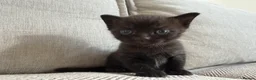 British Shorthair cats for sale: Beautiful British Shorthair Cross Kittens 🐾 - Advert 7