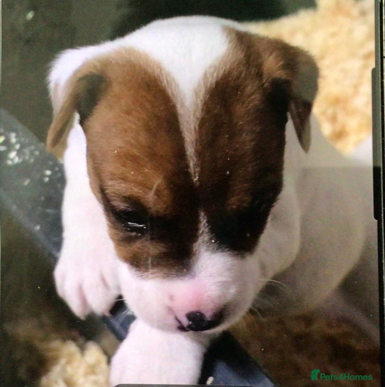 Parson Russell dogs Parson Russell Dog Pup - Advert 1