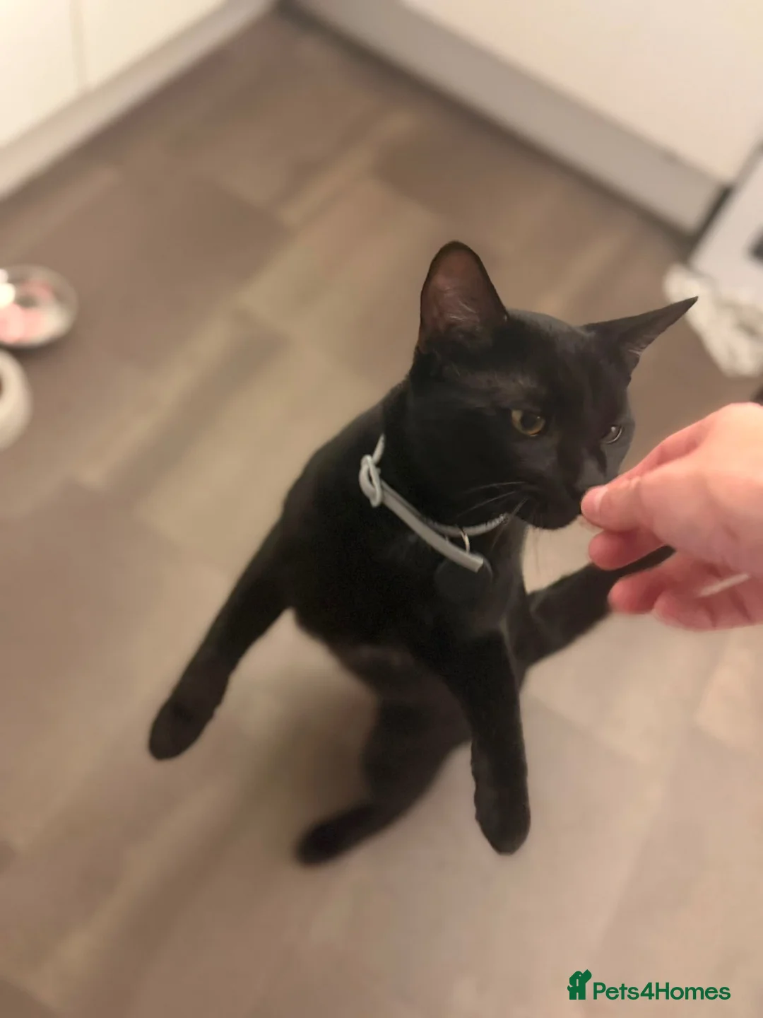 Mixed Breed cats for sale: Black Male Kitten 10 Months Old - Advert 2