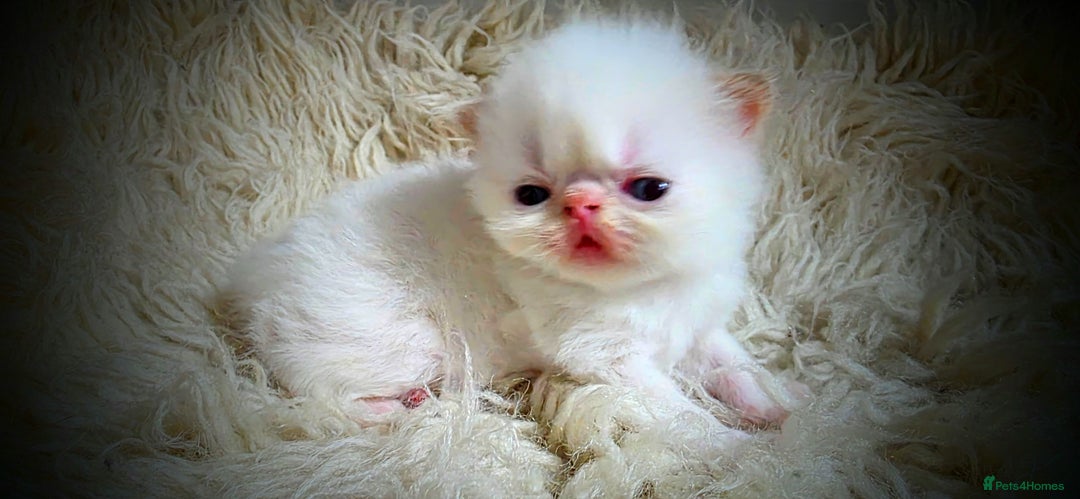 Persian cats for sale: Beautiful and Rare Purebred Persian Kittens - Image 18