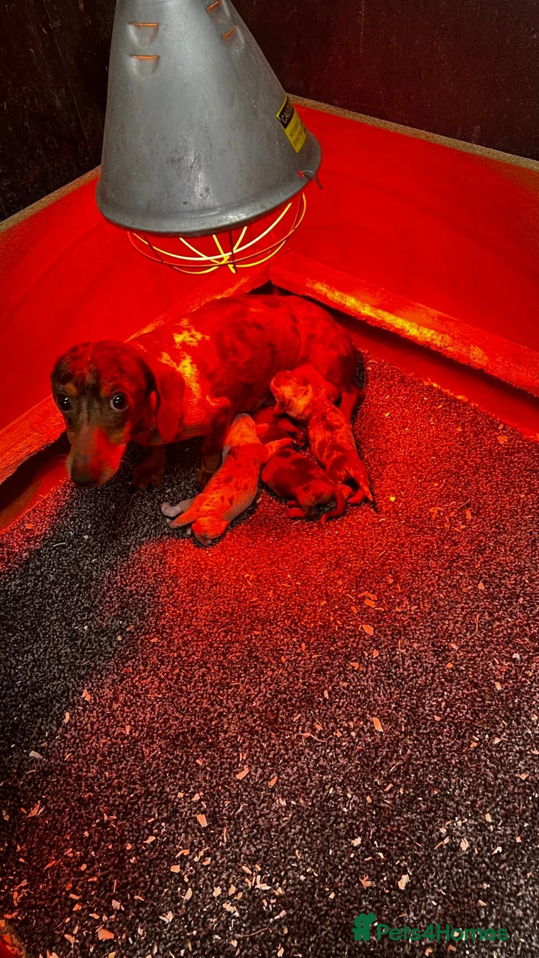 Miniature Dachshund dogs for sale: miniature dachshund - Advert 2
