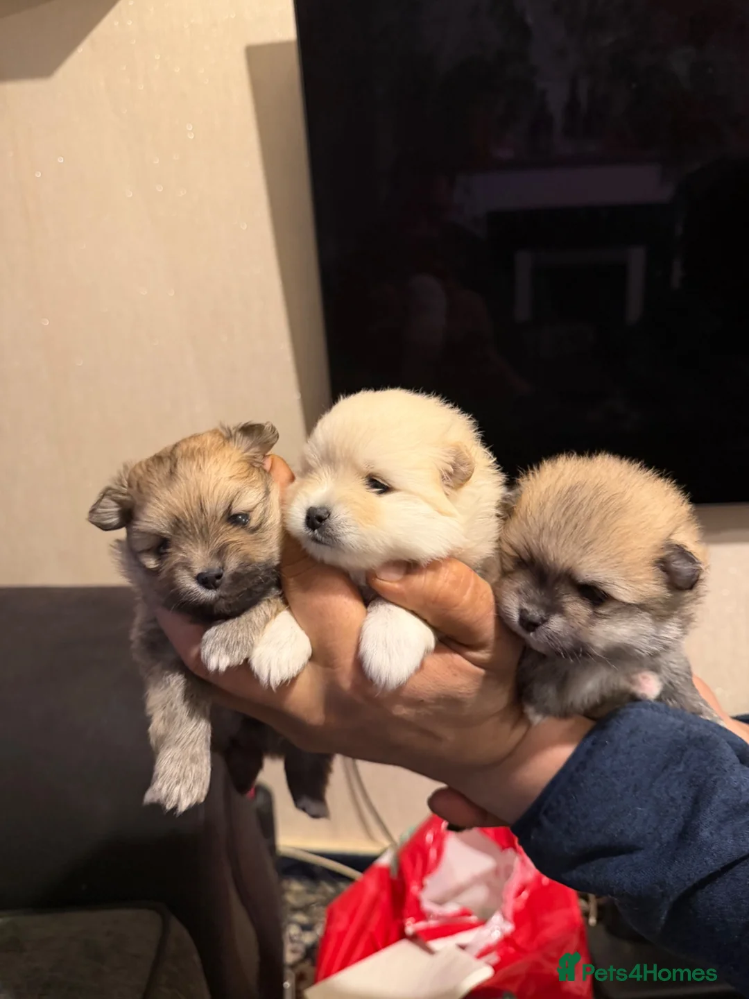 Pomeranian dogs for sale: Pomeranian  - Advert 2