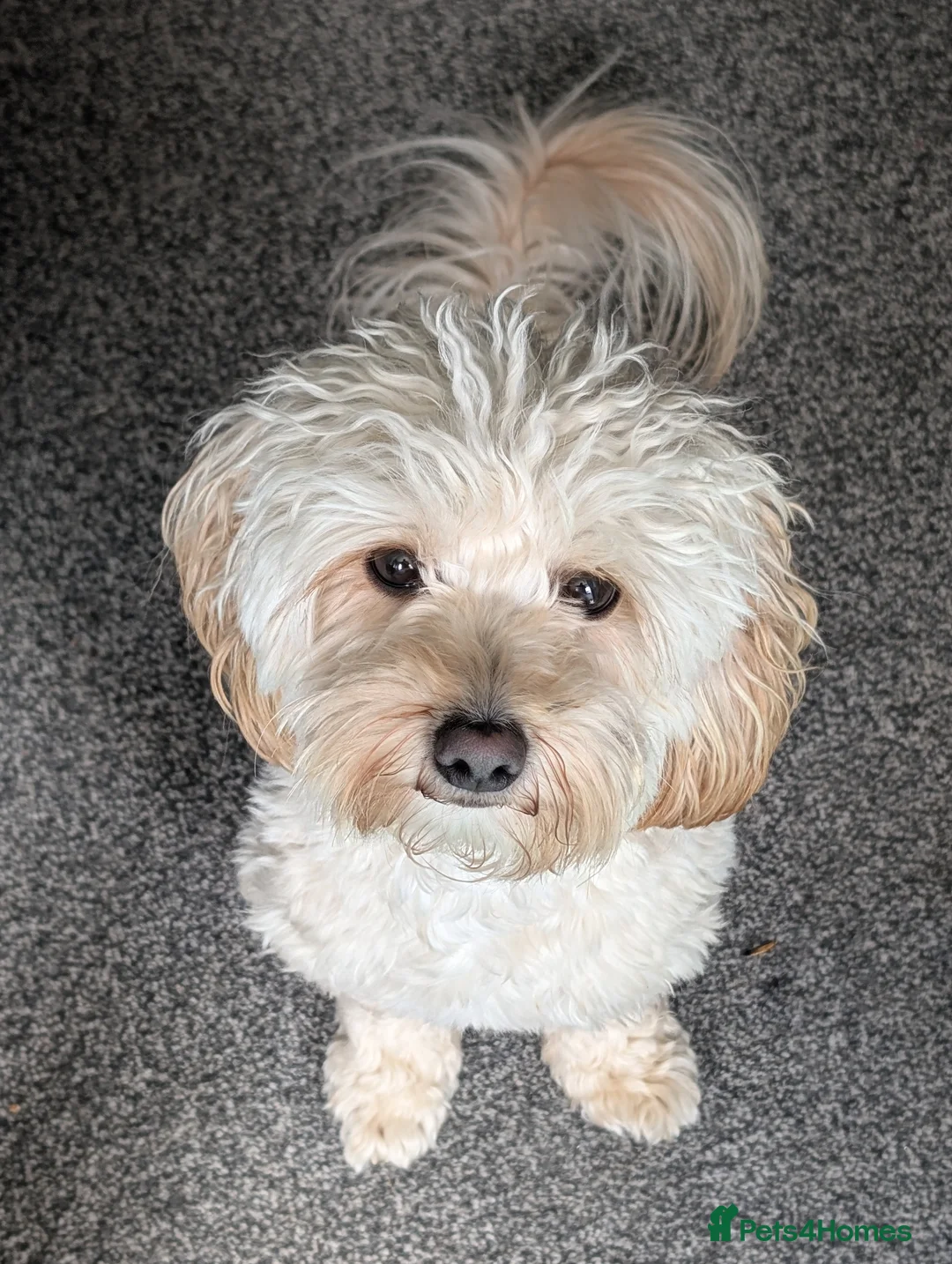 Mixed Breed dogs for sale:  ELI.       Apricot Bichon Frise / Cockapoo in Sheffield - Advert 2