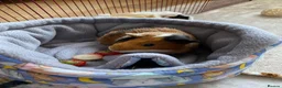 Guinea Pig rodents for sale: Female Guinea Pig For Rehoming  in Darwen - Advert 10