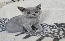 British Shorthair cats for sale: 1 Amazing Female Kitten - Image 2