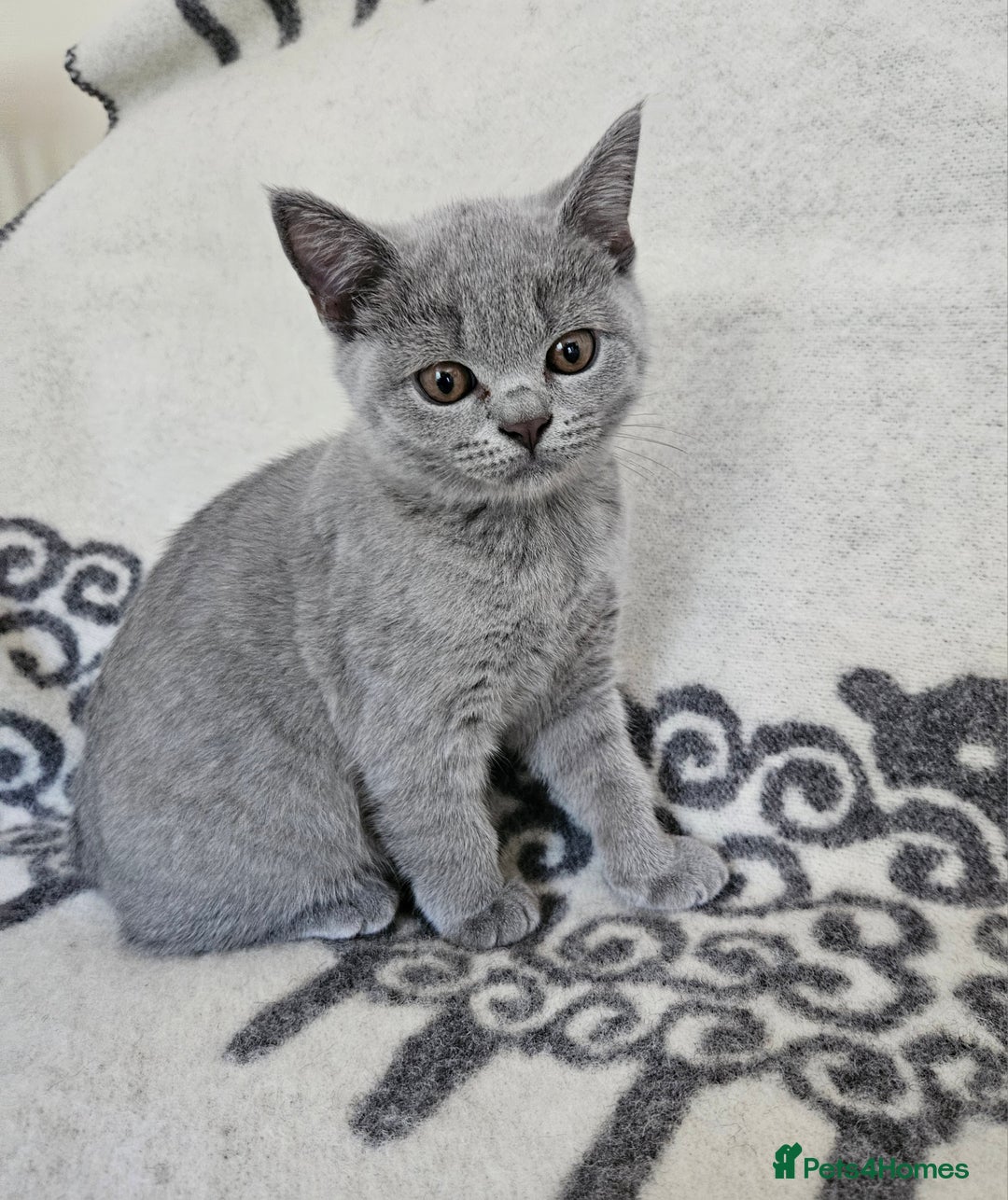 British Shorthair cats for sale: 1 Amazing Female Kitten - Image 2